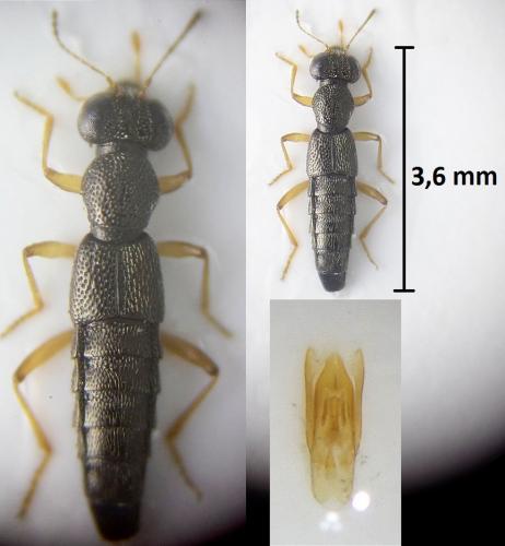 Réf. 217 708 : Stenus ochropus